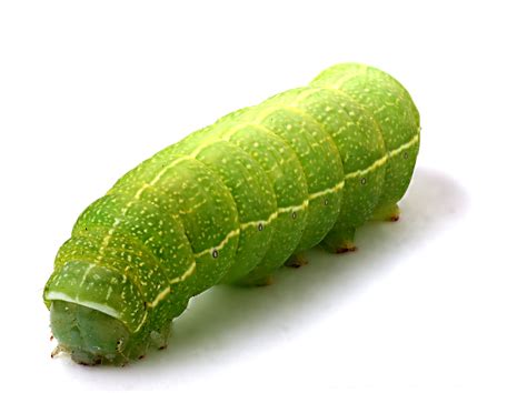 Caterpillar 